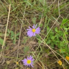 Brachyscome rigidula (Hairy Cut-leaf Daisy) at Bungendore, NSW - 19 Nov 2022 by clarehoneydove