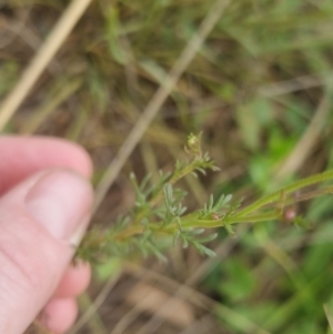 Brachyscome rigidula at Bungendore, NSW - 19 Nov 2022 03:27 PM