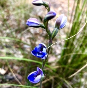 Thelymitra juncifolia at Burra, NSW - suppressed