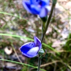 Thelymitra juncifolia at Burra, NSW - suppressed