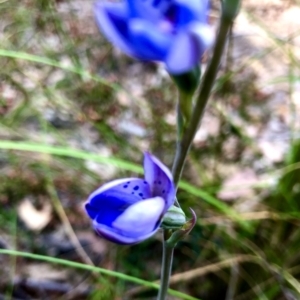 Thelymitra juncifolia at Burra, NSW - suppressed