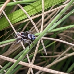 Maratus harrisi at Mount Clear, ACT - 19 Nov 2022