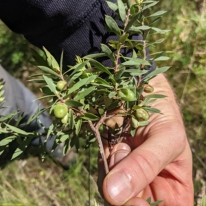 Styphelia triflora at Kowen, ACT - 29 Oct 2022