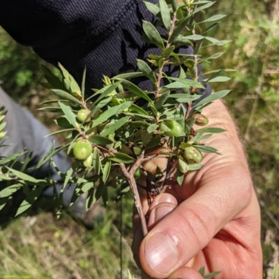 Styphelia triflora (Five-corners) at Kowen, ACT - 29 Oct 2022 by WalterEgo