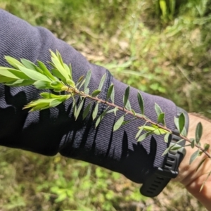 Styphelia triflora at Kowen, ACT - 29 Oct 2022