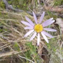 Calotis scabiosifolia var. integrifolia (Rough Burr-daisy) at Booth, ACT - 19 Nov 2022 by VanceLawrence