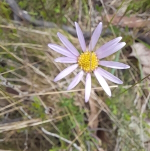 Calotis scabiosifolia var. integrifolia at Booth, ACT - 19 Nov 2022