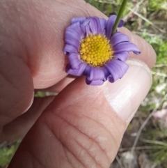 Calotis scabiosifolia var. integrifolia (Rough Burr-daisy) at Booth, ACT - 19 Nov 2022 by VanceLawrence