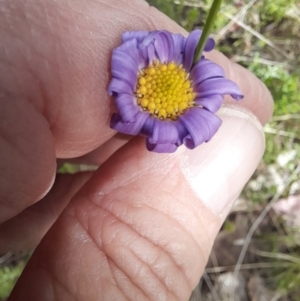 Calotis scabiosifolia var. integrifolia at Booth, ACT - 19 Nov 2022