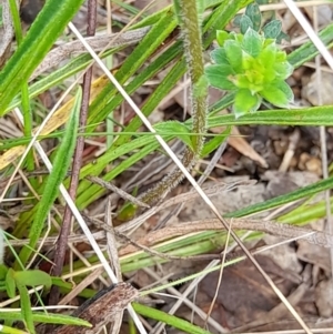 Calotis scabiosifolia var. integrifolia at Booth, ACT - 19 Nov 2022 09:51 AM