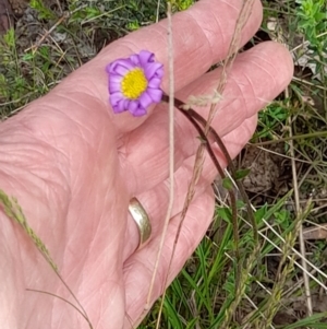 Calotis scabiosifolia var. integrifolia at Booth, ACT - 19 Nov 2022