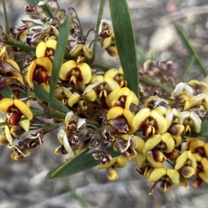 Daviesia mimosoides subsp. mimosoides at Wamboin, NSW - 19 Nov 2022