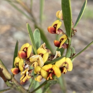 Daviesia mimosoides subsp. mimosoides at Wamboin, NSW - 19 Nov 2022