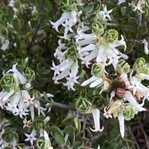 Brachyloma daphnoides at Kowen, ACT - 19 Nov 2022 07:00 AM