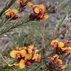 Dillwynia sericea at Kowen, ACT - 19 Nov 2022 06:59 AM