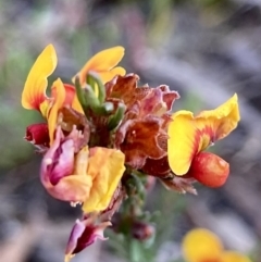 Dillwynia sericea at Kowen, ACT - 19 Nov 2022 06:59 AM