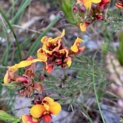 Dillwynia sericea at Kowen, ACT - 19 Nov 2022 06:59 AM