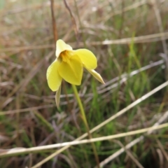 Diuris subalpina (Small Snake Orchid) at Yaouk, NSW - 19 Nov 2022 by MatthewFrawley