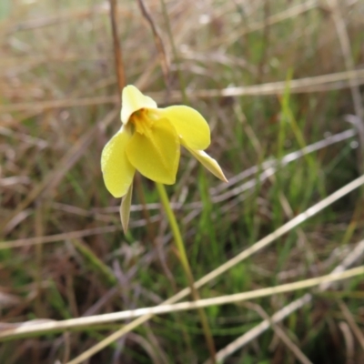 Diuris subalpina (Small Snake Orchid) at Yaouk, NSW - 19 Nov 2022 by MatthewFrawley