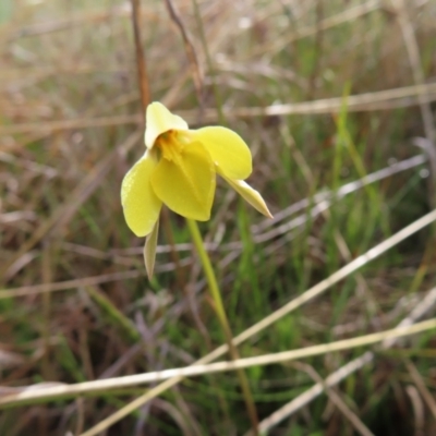 Diuris subalpina (Small Snake Orchid) at Yaouk, NSW - 18 Nov 2022 by MatthewFrawley