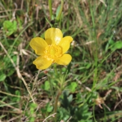 Ranunculus lappaceus (Australian Buttercup) at Yaouk, NSW - 19 Nov 2022 by MatthewFrawley