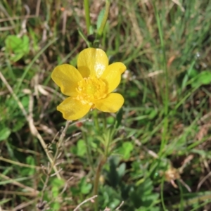 Ranunculus lappaceus at Yaouk, NSW - 19 Nov 2022