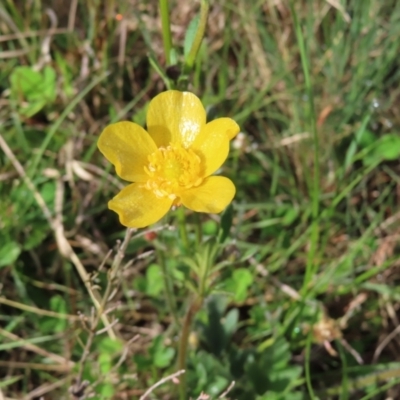 Ranunculus lappaceus (Australian Buttercup) at Yaouk, NSW - 18 Nov 2022 by MatthewFrawley