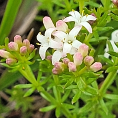 Asperula conferta (Common Woodruff) at Dry Plain, NSW - 19 Nov 2022 by trevorpreston