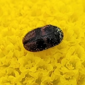 Dermestidae sp. (family) at Dry Plain, NSW - 19 Nov 2022