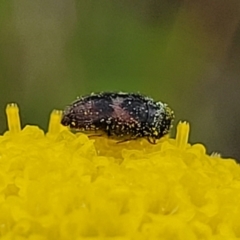 Dermestidae sp. (family) at Dry Plain, NSW - 19 Nov 2022