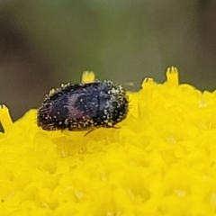 Dermestidae sp. (family) at Dry Plain, NSW - 19 Nov 2022