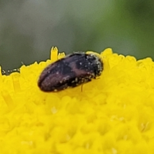 Dermestidae sp. (family) at Dry Plain, NSW - 19 Nov 2022