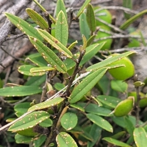 Hovea heterophylla at Dry Plain, NSW - 19 Nov 2022