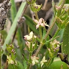 Galium gaudichaudii (Rough Bedstraw) at Dry Plain, NSW - 19 Nov 2022 by trevorpreston