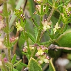 Galium gaudichaudii at Dry Plain, NSW - 19 Nov 2022