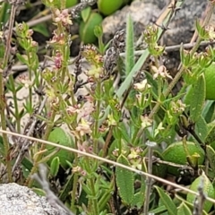 Galium gaudichaudii at Dry Plain, NSW - 19 Nov 2022