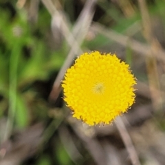 Leptorhynchos squamatus subsp. squamatus at Dry Plain, NSW - 19 Nov 2022