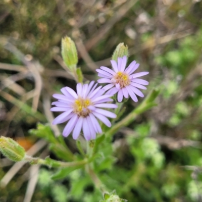 Vittadinia cuneata var. cuneata (Fuzzy New Holland Daisy) at Dry Plain, NSW - 19 Nov 2022 by trevorpreston