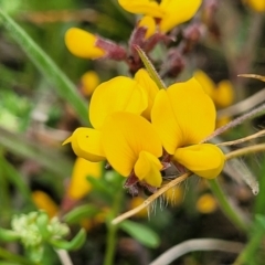 Bossiaea foliosa (Leafy Bossiaea) at Dry Plain, NSW - 19 Nov 2022 by trevorpreston