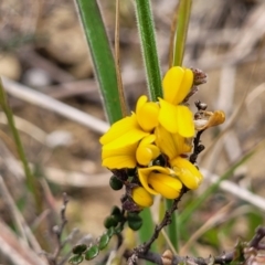 Bossiaea foliosa (Leafy Bossiaea) at Dry Plain, NSW - 19 Nov 2022 by trevorpreston