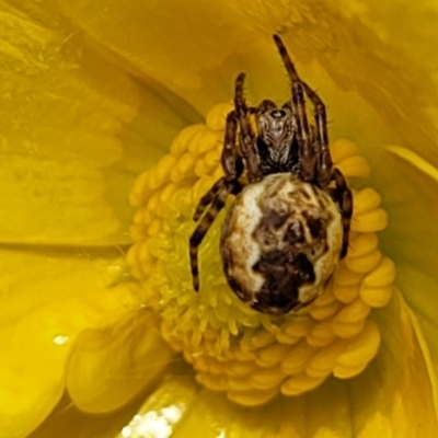 Araneus hamiltoni (Hamilton's Orb Weaver) at Dry Plain, NSW - 19 Nov 2022 by trevorpreston