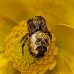 Araneus hamiltoni at Dry Plain, NSW - 19 Nov 2022 12:18 PM