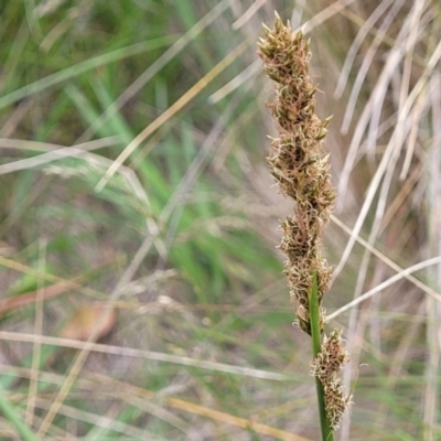 Carex incomitata (Hillside Sedge) at Dry Plain, NSW - 19 Nov 2022 by trevorpreston