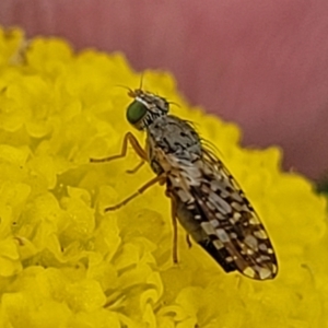 Tephritidae sp. (family) at Dry Plain, NSW - 19 Nov 2022