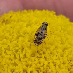 Tephritidae sp. (family) at Dry Plain, NSW - 19 Nov 2022