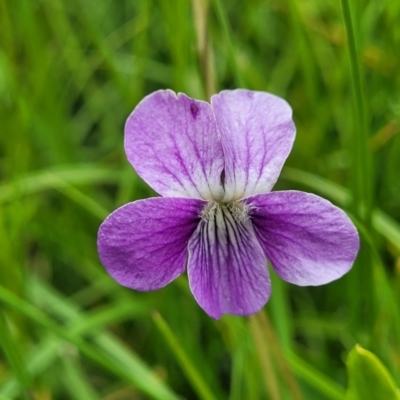Viola betonicifolia (Mountain Violet) at Dry Plain, NSW - 19 Nov 2022 by trevorpreston