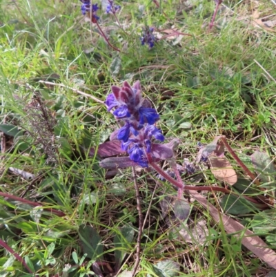 Ajuga australis (Austral Bugle) at Yaouk, NSW - 19 Nov 2022 by MatthewFrawley