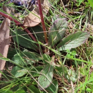 Ajuga australis at Yaouk, NSW - 19 Nov 2022