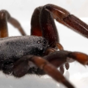 Lampona cylindrata at Jerrabomberra, NSW - 19 Nov 2022