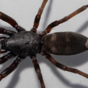 Lampona cylindrata at Jerrabomberra, NSW - 19 Nov 2022